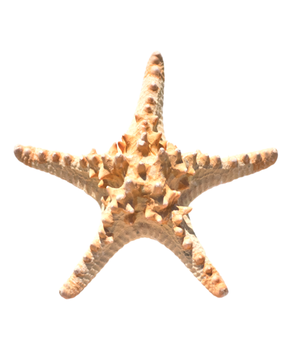 csillag_14.png