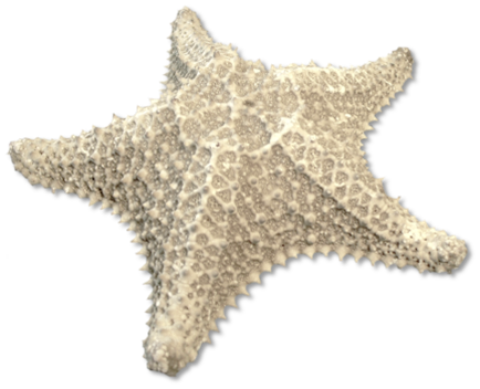 csillag_142.png