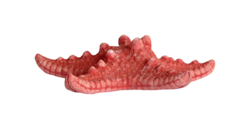 csillag_146.png