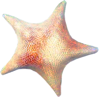 csillag_15.png