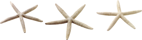 csillag_150.png