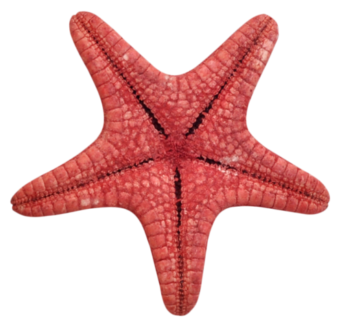 csillag_151.png
