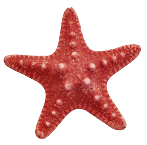 csillag_152.png