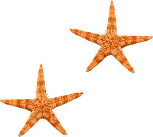 csillag_159.png