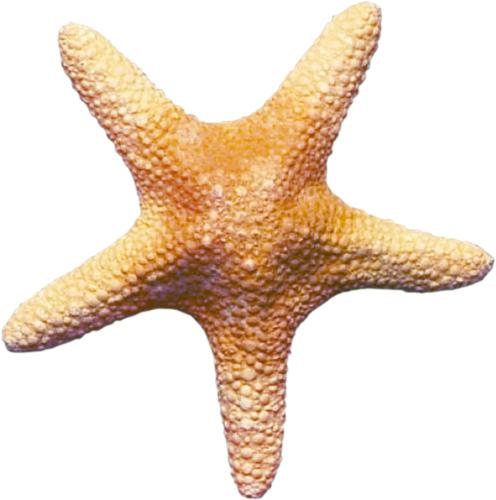 csillag_16.png