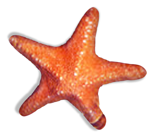 csillag_161.png