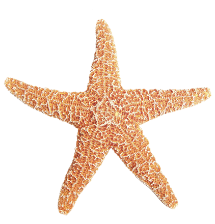 csillag_163.png