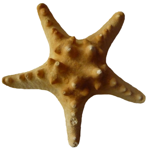 csillag_165.png