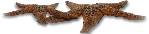 csillag_183.png