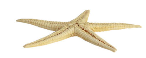 csillag_23.png