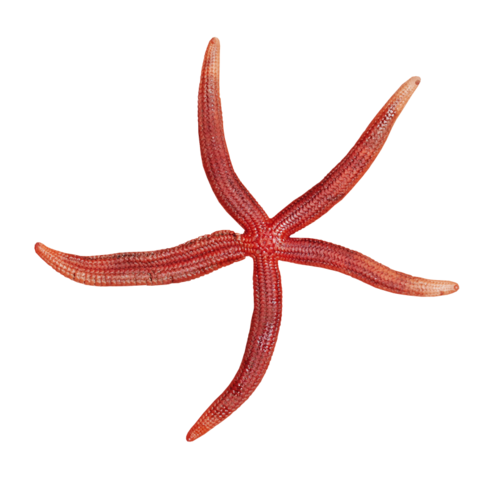 csillag_27.png