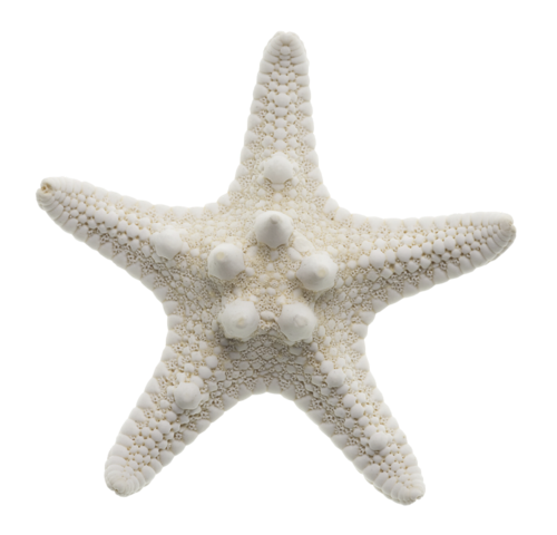 csillag_28.png