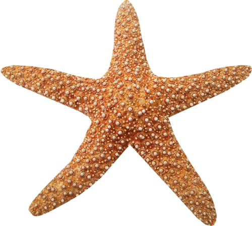csillag_31.png