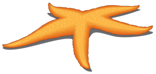 csillag_39.png