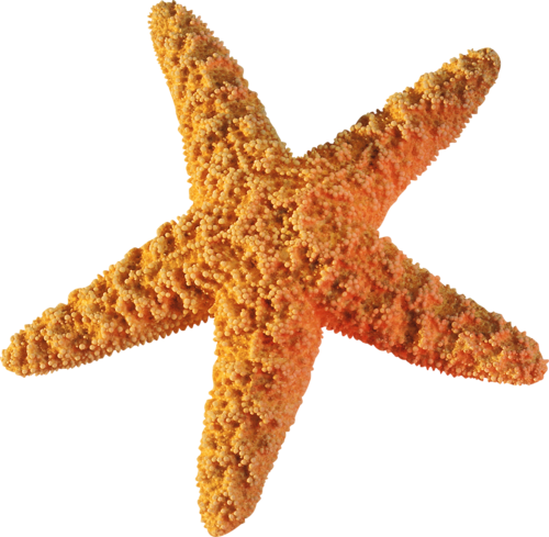 csillag_44.png