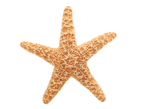 csillag_46.png