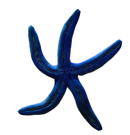 csillag_47.png