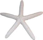 csillag_50.png