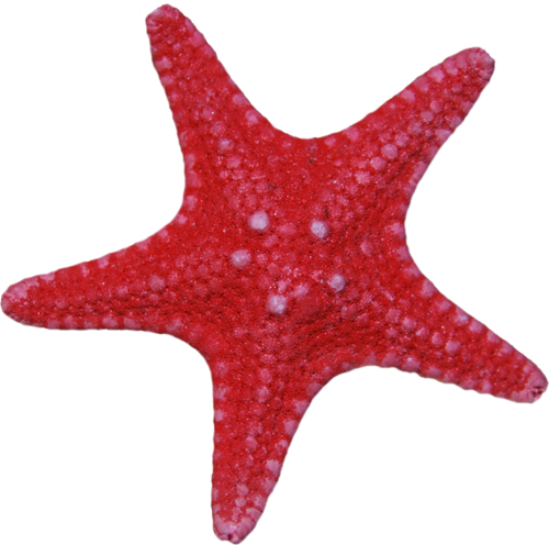 csillag_58.png