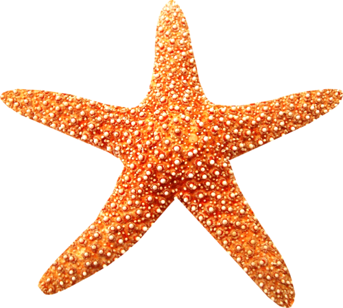 csillag_80.png