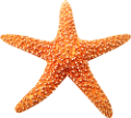 csillag_10