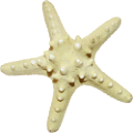 csillag_11