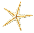 csillag_112
