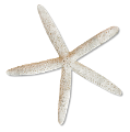 csillag_116