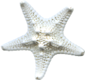 csillag_118