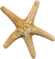 csillag_125