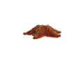 csillag_13