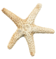 csillag_130