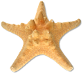csillag_139