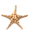 csillag_14
