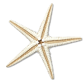 csillag_140