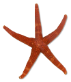 csillag_141
