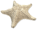 csillag_142