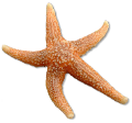 csillag_143