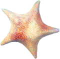 csillag_15