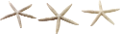 csillag_150