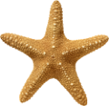 csillag_154