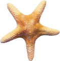 csillag_16