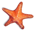 csillag_161