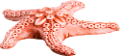 csillag_19