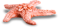 csillag_20