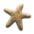 csillag_21