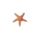 csillag_22