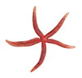 csillag_27