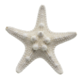 csillag_28