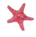csillag_29
